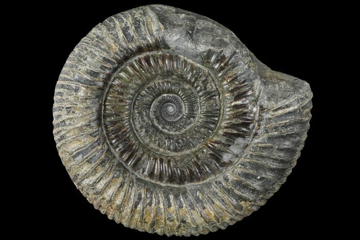 Dactylioceras Ammonite Fossil - England #100467